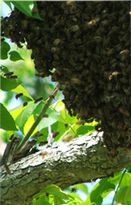 beehive community