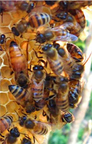 bees making honey